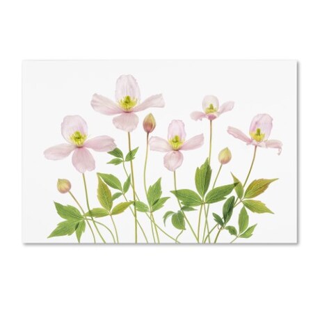 Trademark Fine Art Mandy Disher 'Clematis' Canvas Art, 12x19 1X01424-C1219GG